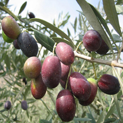 Dầu Olive